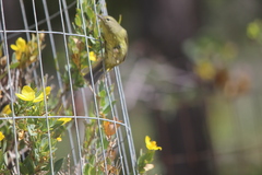 Leiothlypis celata sordida