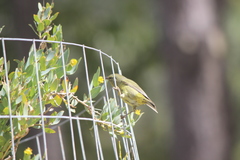 Leiothlypis celata sordida