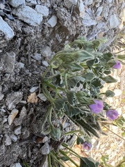 Eremalche parryi kernensis