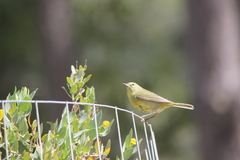 Leiothlypis celata sordida
