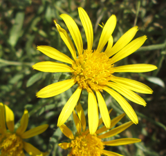 Hirpicium
