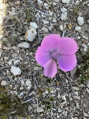 Eremalche parryi kernensis