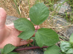 Rubus erythrops