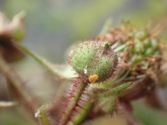 Rubus erythrops