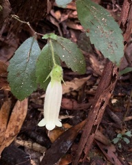 Fieldia australis