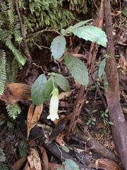 Fieldia australis