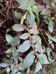 Fieldia australis