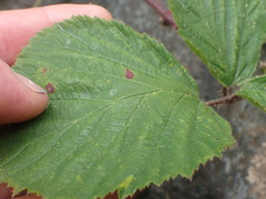 Rubus erythrops