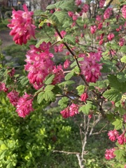 Ribes sanguineum