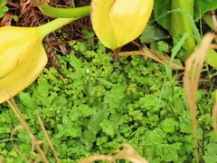 Cardamine breweri