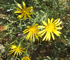 Hirpicium