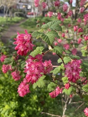 Ribes sanguineum