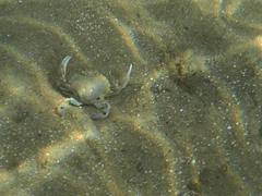 Ovalipes australiensis