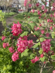 Ribes sanguineum