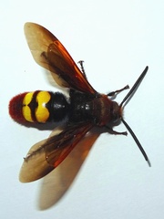 Megascolia maculata maculata