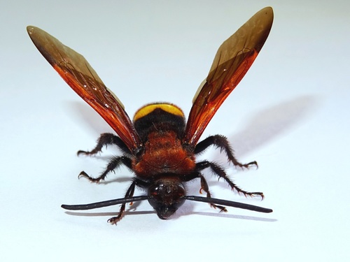 Mammoth Wasp