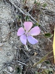 Eremalche parryi kernensis