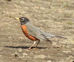 Turdus migratorius