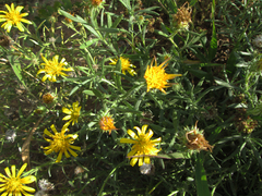 Hirpicium