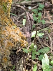 Anolis anisolepis