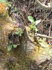 Anolis anisolepis