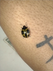 Aegithus quadrinotatus