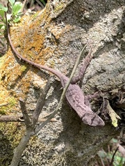 Anolis anisolepis