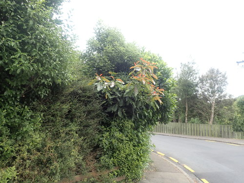 Persea americana - Leaves