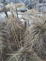 Muhlenbergia macroura