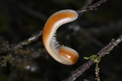 Buzoniinae