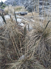 Muhlenbergia macroura