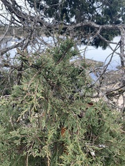 Juniperus maritima