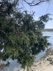 Juniperus maritima