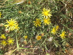 Hirpicium