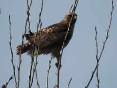 Buteo jamaicensis
