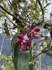 Sobralia dichotoma