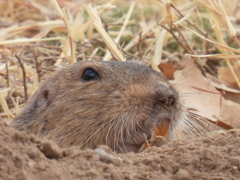 Cratogeomys castanops