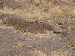 Cratogeomys castanops