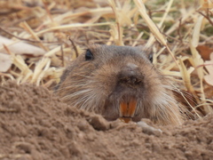 Cratogeomys castanops