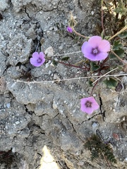 Eremalche parryi kernensis