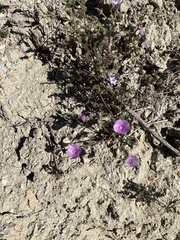 Eremalche parryi kernensis