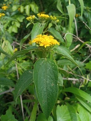 Otopappus tequilanus