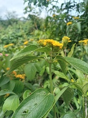 Otopappus tequilanus