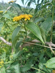 Otopappus tequilanus