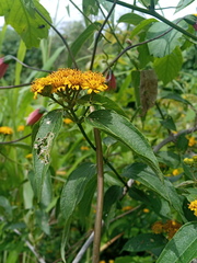 Otopappus tequilanus