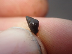 Potamopyrgus estuarinus