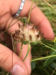 Trifolium fucatum