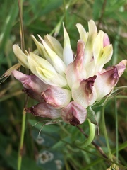 Trifolium fucatum