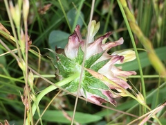 Trifolium fucatum