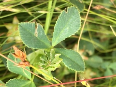 Trifolium fucatum